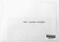 Melampsora epitea image